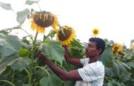 সূর্যমুখী চাষে বেশি লাভ, সোহরাবের মুখে হাসির ঝিলিক