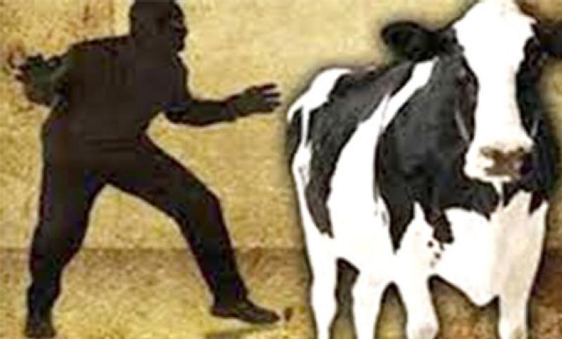 বাসাইলের বাথুলীসাদীতে ৩টি গরু চুরি