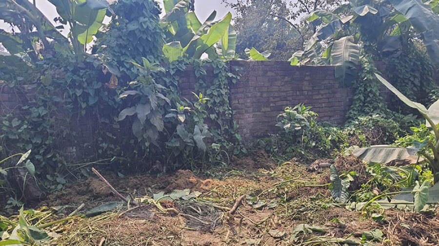 বাসাইলে তিনটি গরু চুরির পর কেটে মাংস নিয়ে গেছে চোরেরা